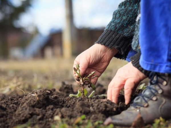 Les mauvaises herbes reculent