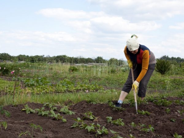 Travailler sans herbe est beaucoup plus facile