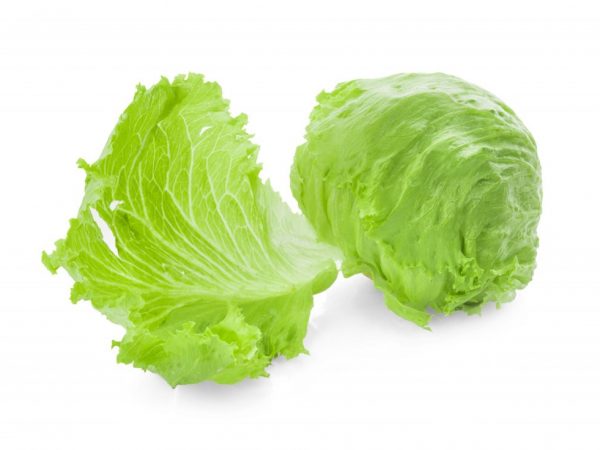 Paglalarawan ng Iceberg cabbage