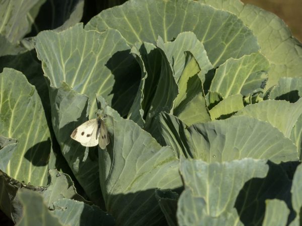 A vegyszerek megszabadulnak a kártevőktől