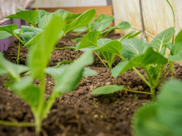 Des soins appropriés augmenteront le rendement des plantes