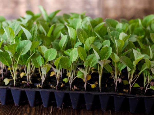 Les plantes ont besoin d'une plongée