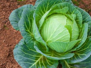 Paglalarawan Belarusian cabbage