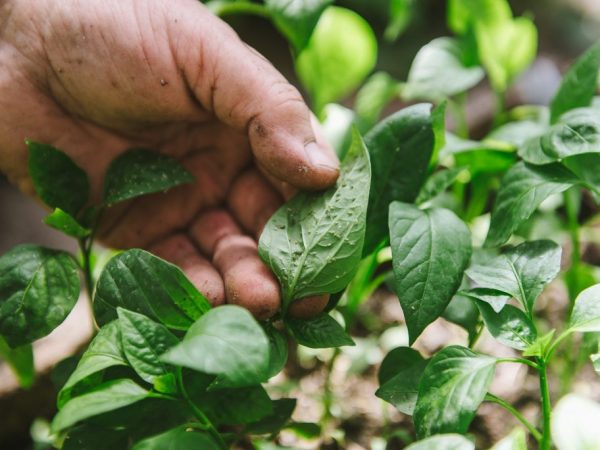 Natutukoy ang paggamot