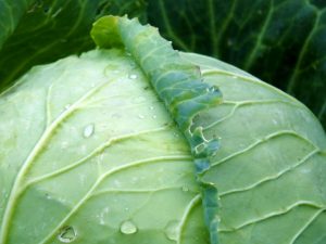 Paglalarawan ng cabbage Brigadier