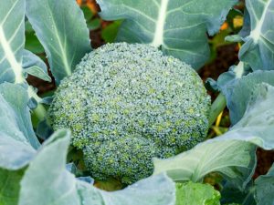 Paglalarawan ng broccoli cabbage variety Fortuna