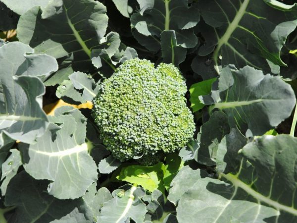 Description du chou brocoli Green Magic