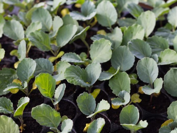 Les semis sont plantés à la mi-mai