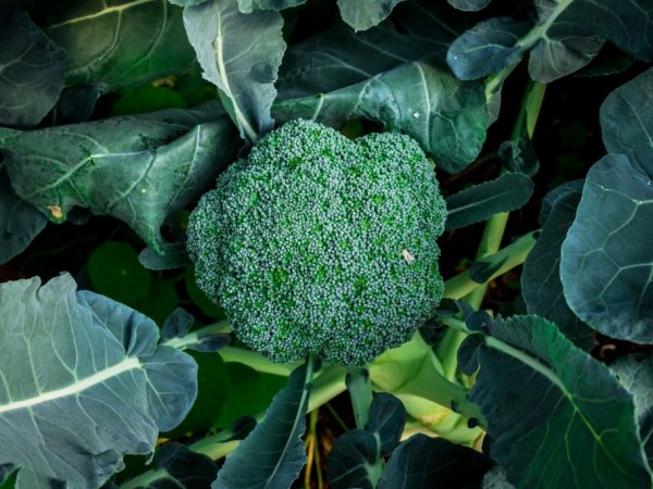 Paglalarawan ng broccoli variety Macho F1