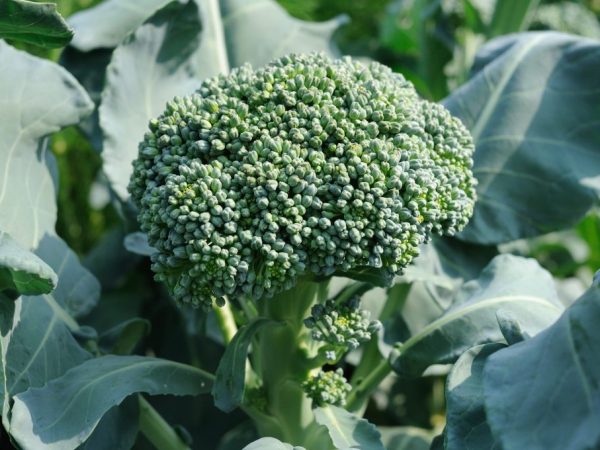 Description du chou brocoli Marathon F1