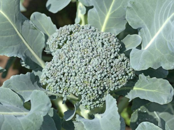 Le principe de la culture du brocoli en extérieur