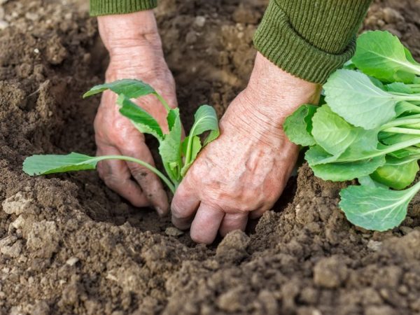 Les semis sont plantés dans un sol chauffé