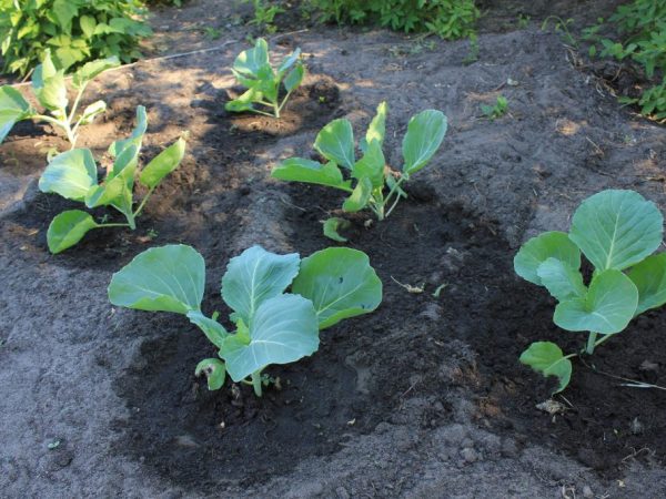 Après deux semaines, les plants doivent être fertilisés.