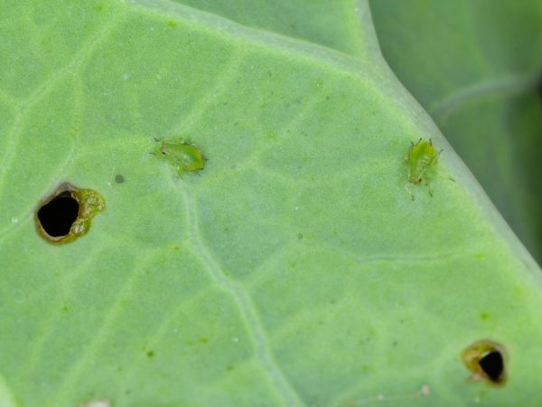 D'autres plantes aident à se débarrasser des pucerons