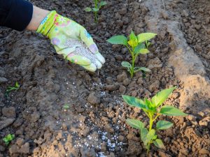 Règles pour nourrir le poivre en plein champ