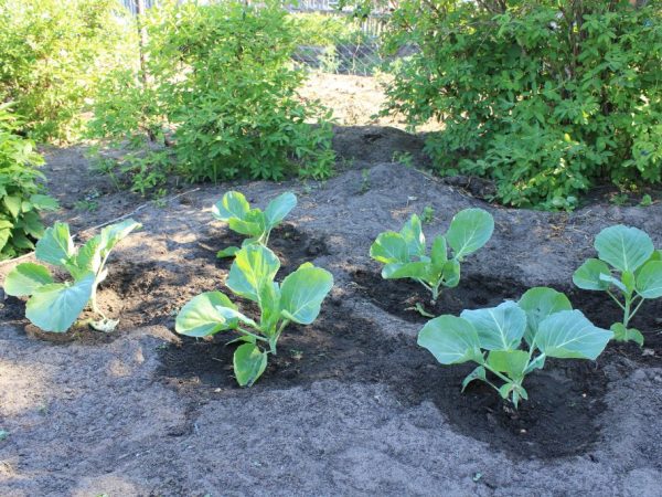 Ang mga late-ripening varieties ay angkop para sa mga mineral na pataba