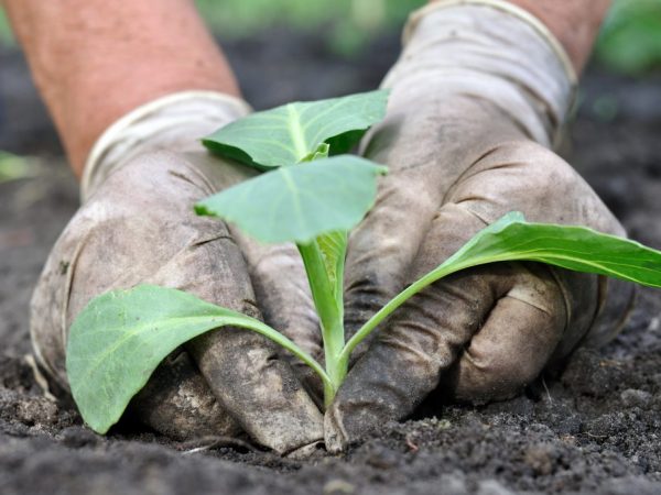 Fertilizing cabbage sa oras ng pagtatanim