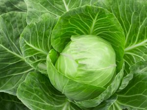 Paglalarawan ng Cyclops cabbage