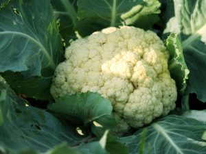 Paglalarawan at paglilinang ng cauliflower