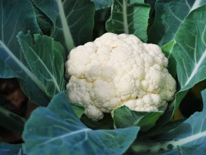 Paglalarawan ng cauliflower Movir 74