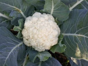 Paglalarawan ng cauliflower Snowball 123