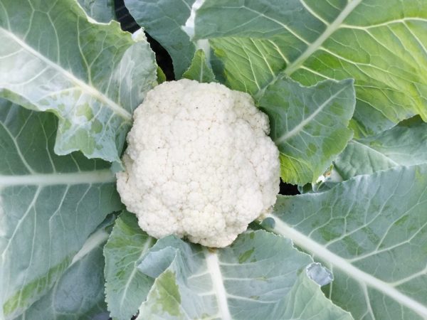 Lumalagong cauliflower sa labas