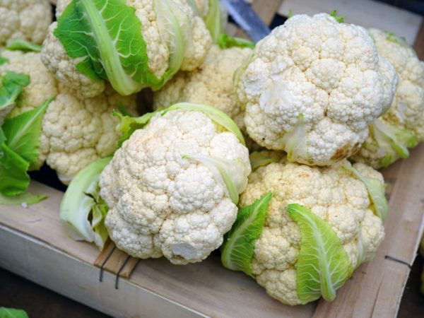 Mga panuntunan para sa lumalaking cauliflower