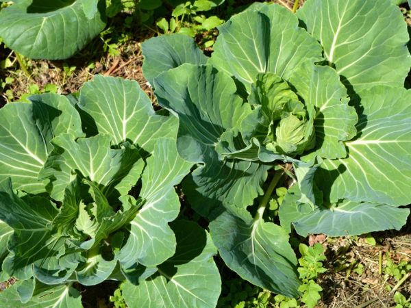 Éliminez régulièrement les mauvaises herbes du jardin