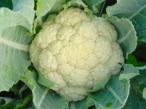 Paglalarawan ng Freedom F1 cauliflower