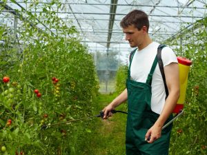 Application de fongicides sur les tomates