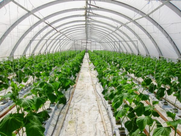 Ang paggamit ng hydroponics para sa lumalagong mga pipino