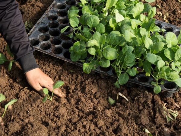 Après 50 jours, les plants peuvent être plantés dans le sol.