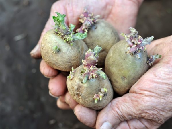 Ang patatas ay maaaring itanim sa kalagitnaan ng Marso