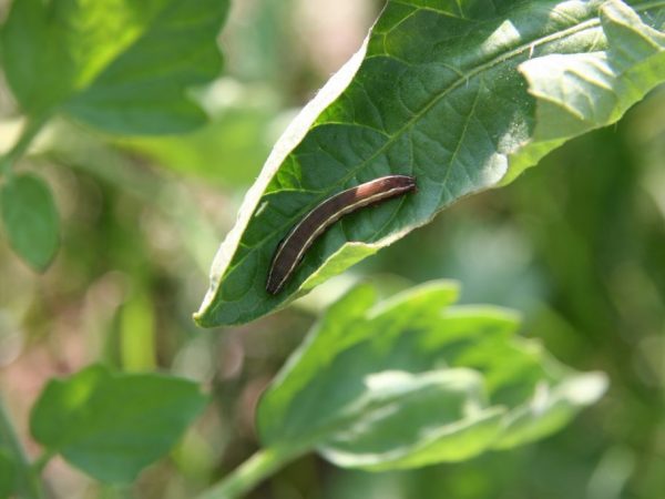 Méthodes de contrôle des chenilles sur les tomates