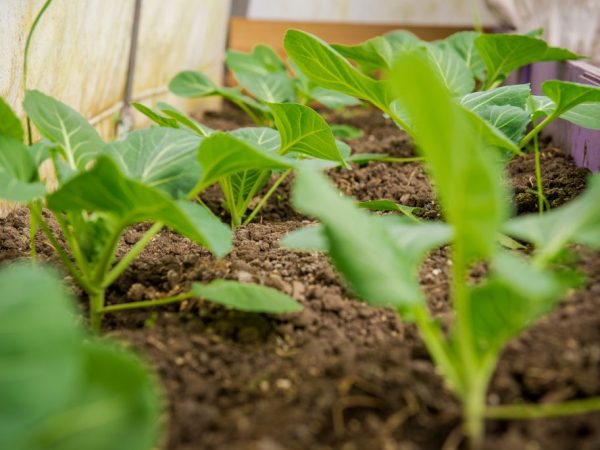 Les semis sont plantés après 50 jours