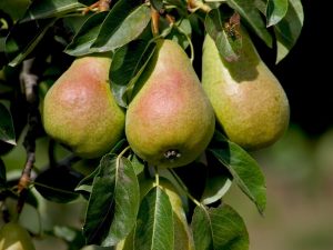 Mga katangian ng pagkakaiba-iba ng cathedral pear