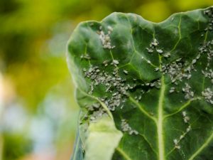 Nakikipaglaban sa mga aphids ng repolyo gamit ang mga katutubong pamamaraan