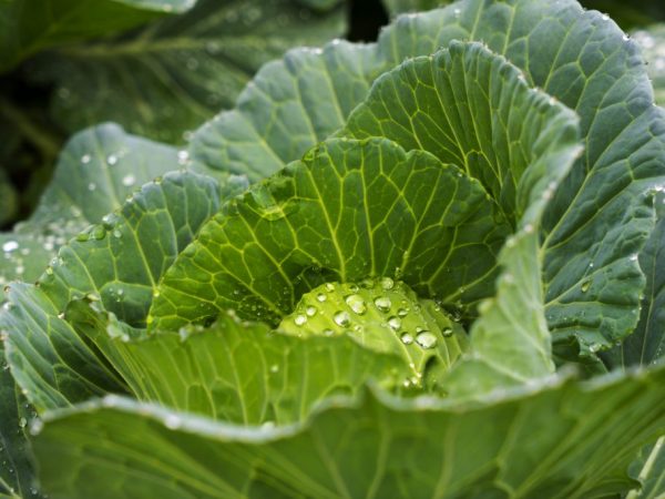 L'arrosage fournira de l'humidité de l'air