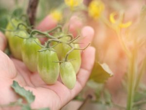 Règles de transformation des tomates en serre