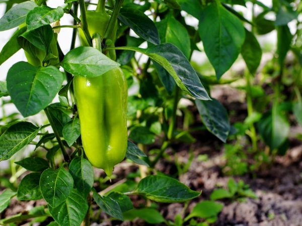 Pepper picking