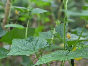 Grasshopping pipino sa bukas na bukid