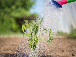 Règles pour arroser les tomates dans une serre