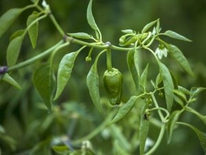 Pangangalaga sa Labas ng Pepper