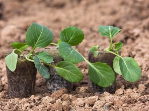 Température optimale pour la culture des plants de chou