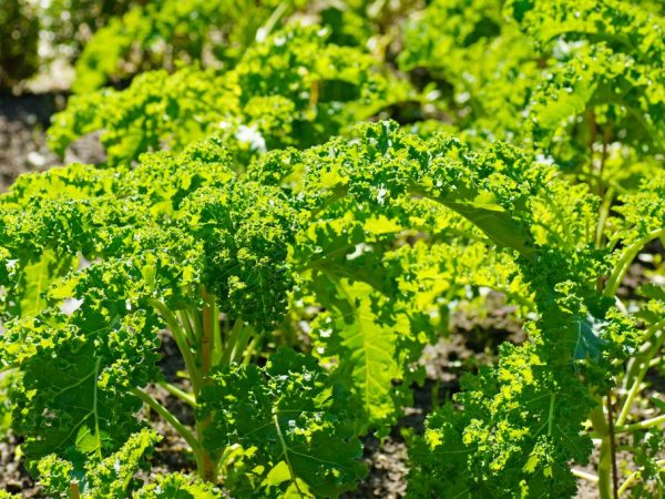 Manger du chou peut aider à réduire le cholestérol