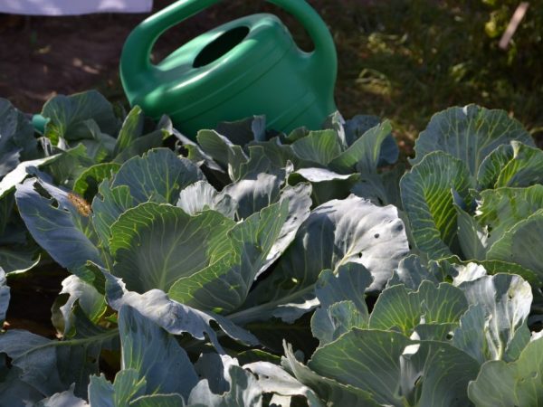 Les plantes ont besoin d'un arrosage régulier