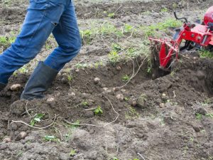 Mga uri ng digger ng patatas para sa walk-behind tractor