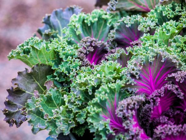 Paglalarawan ng Kale cabbage