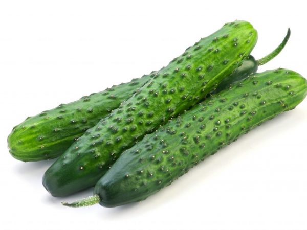 Mga katangian ng Chinese cold hardy cucumber