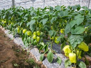 Mga panuntunan sa pagtatanim para sa mga peppers ng salad sa mga Ural